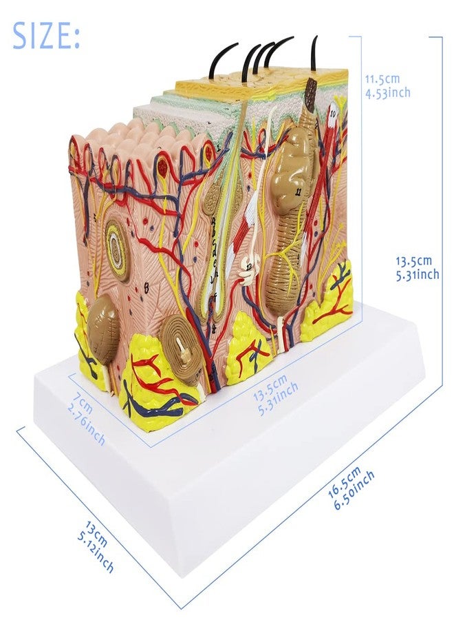 EVOTECH SCIENTIFIC Skin Anatomical Model, 35X Enlarged Skin Layer Structure Anatomy Model with Hair for Science Classroom Study Teaching Display Medical Skin Markers - Image 3